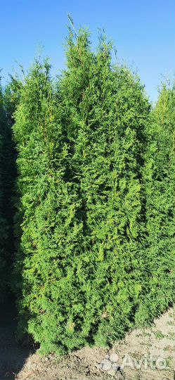Туя колумна 3м