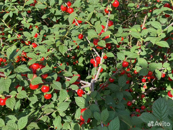 Вишня войлочная