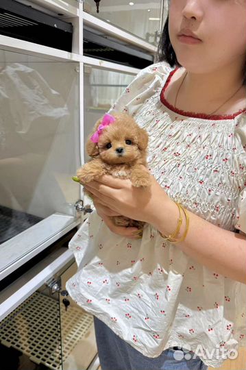 Тикап пудель импорт