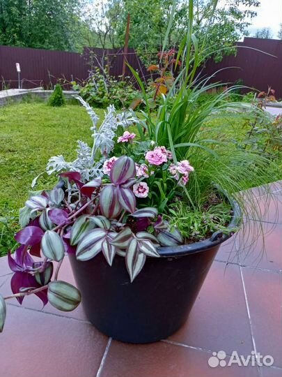 Озеленение террас, балконов