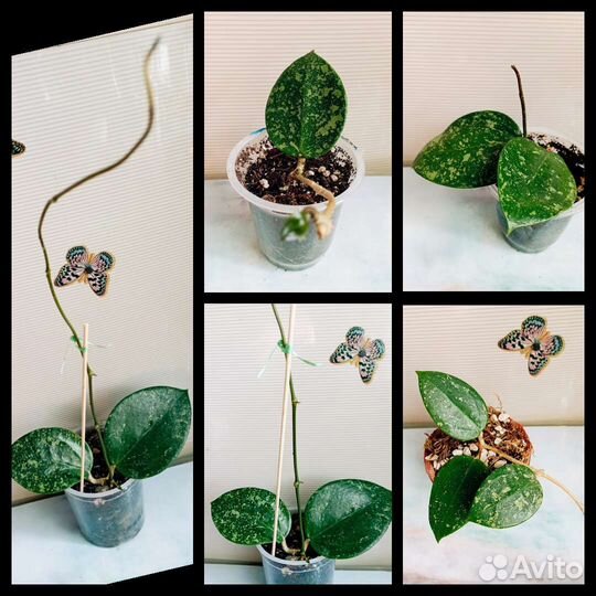 Антуриум Хойи Акута 997 Карноза Обовата Кримсон Сп