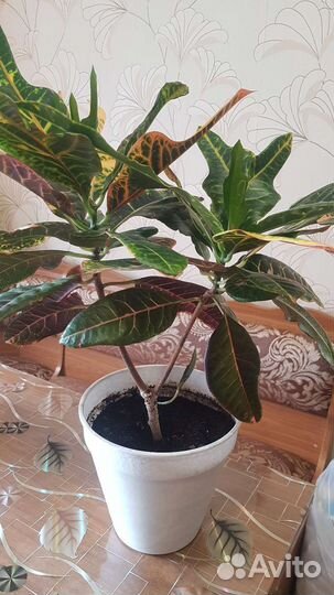 Кодиеум кротон