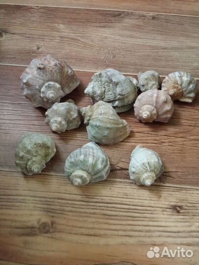 Ракушки - рапаны