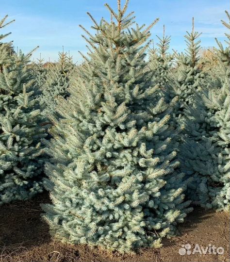 Ель колючая голубая