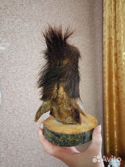 Копыто кабана