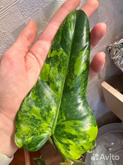 Тропические растения ароидные