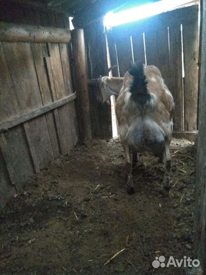 Козлята нубо-камори