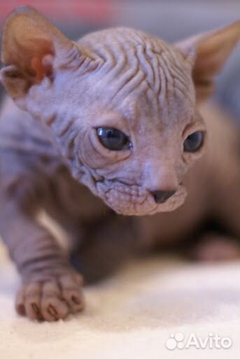 Донской сфинкс