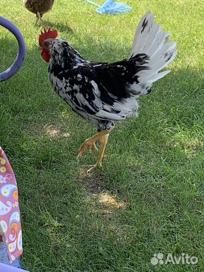 Петушки породы Легорн Долматинец