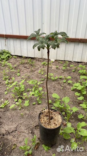 Саженцы каштана