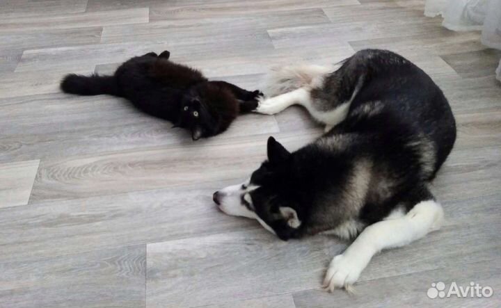 Хаски в добрые руки