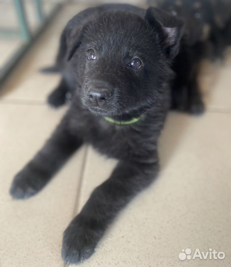 Щенки немецкой овчарки рабочего разведения