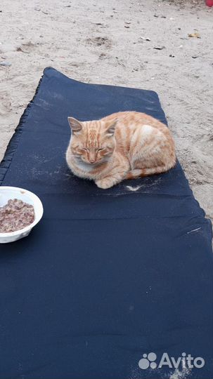 Домашний котик оказался на улице