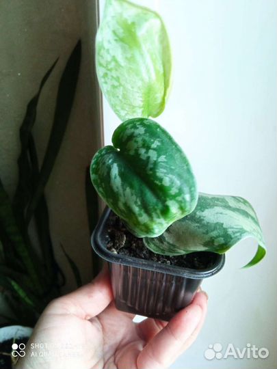 Колеус, сциндапсус