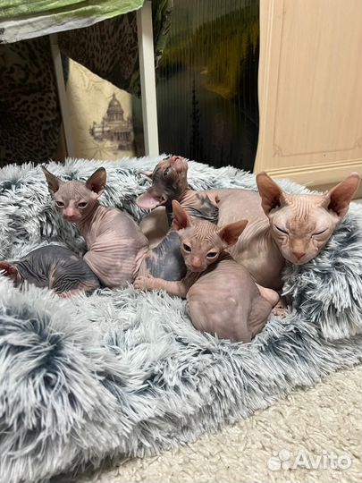 Канадский сфинкс котята