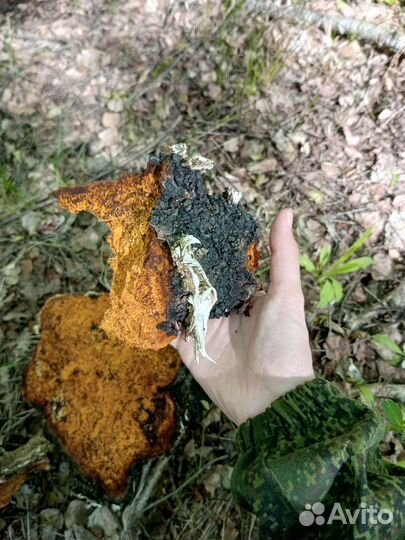 Березовый гриб чага