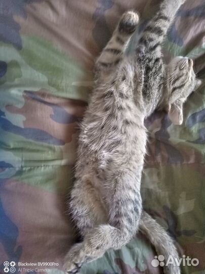 Котята кошки-крысоловки