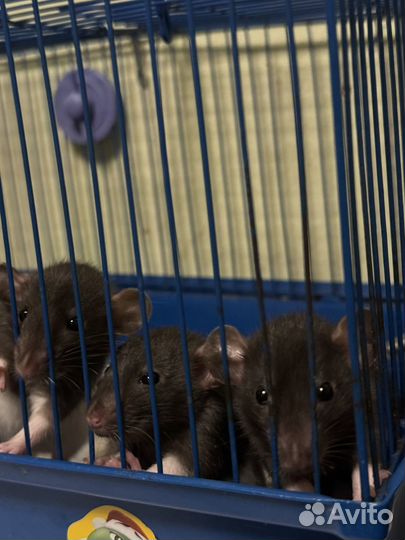 Крыса домашняя