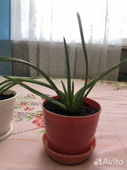Алоэ 7 лет