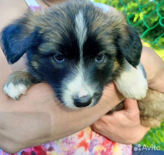 В добрые руки щеночек девочка
