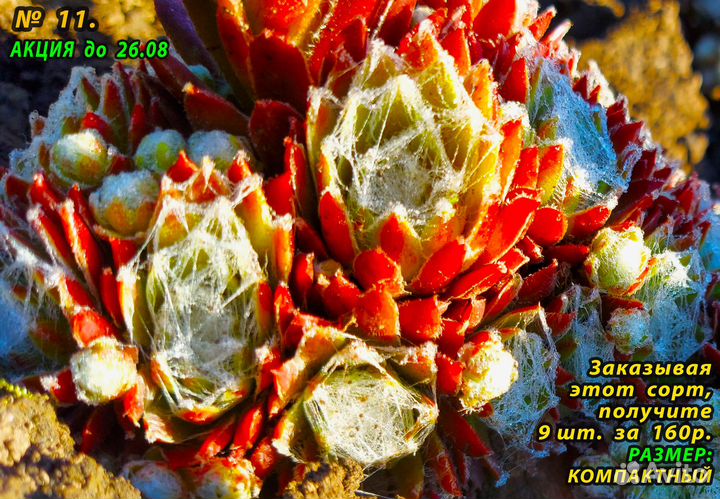 Многолетние Цветы/ Каменные розы/ Суккуленты)