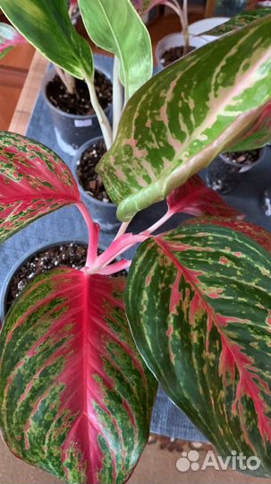 Аглеонемы сортовые