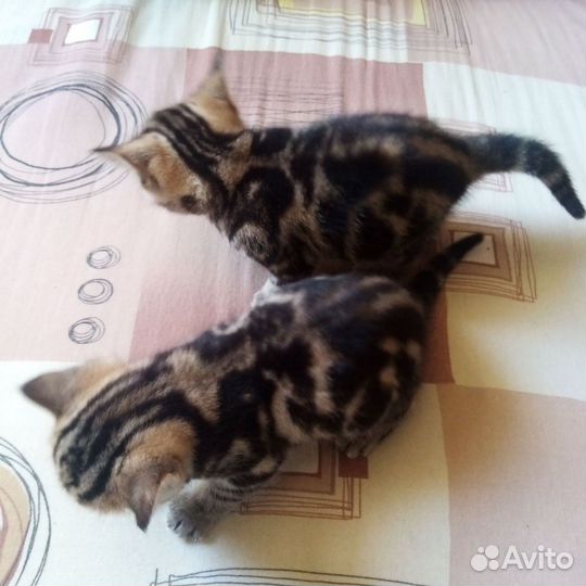 Бенгальские котята