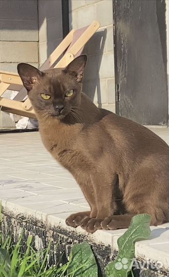 Кошка