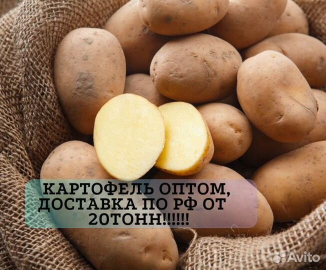 Картофель оптом с доставкой от 20 тонн