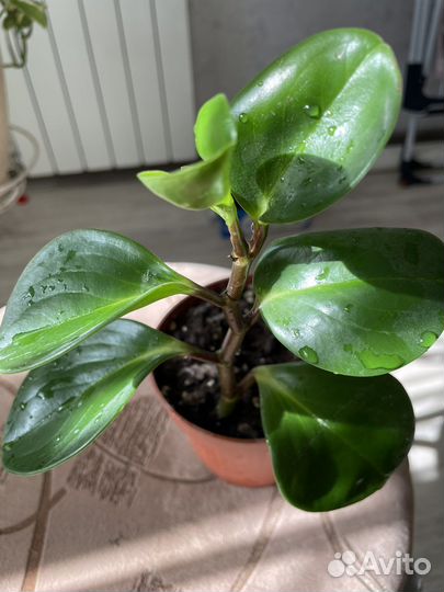 Пеперомия туполистная