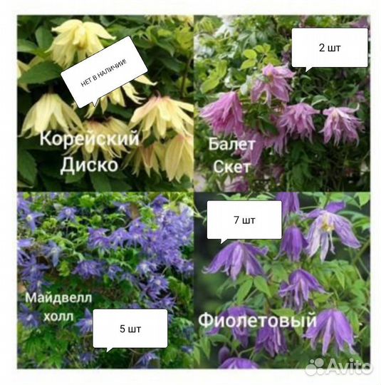 Клематисы(семена)
