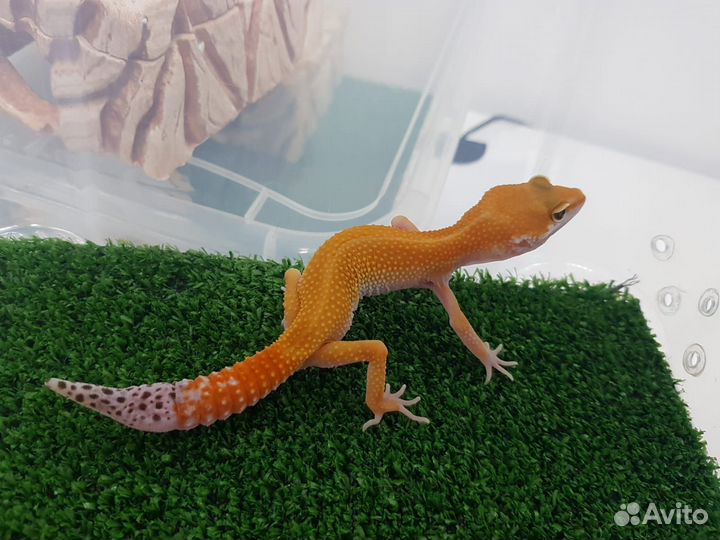 Геккон эублефар. Малыш
