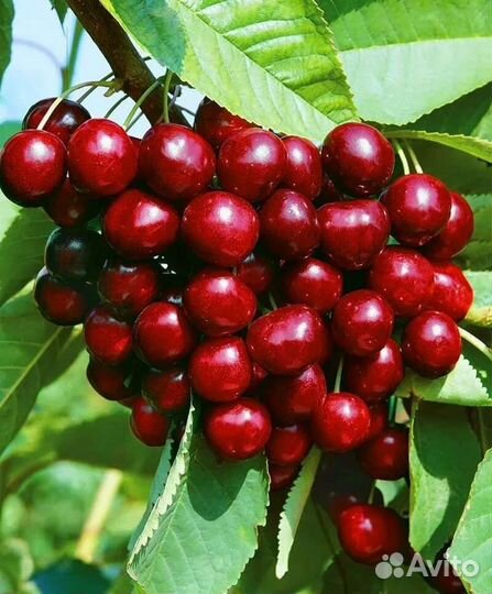 Черешня Овстуженка, саженцы