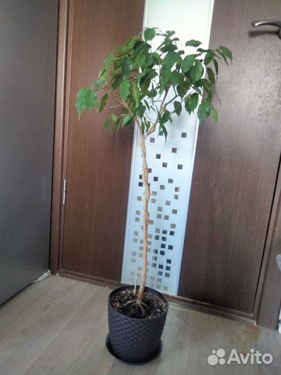 Фикус бенджамина