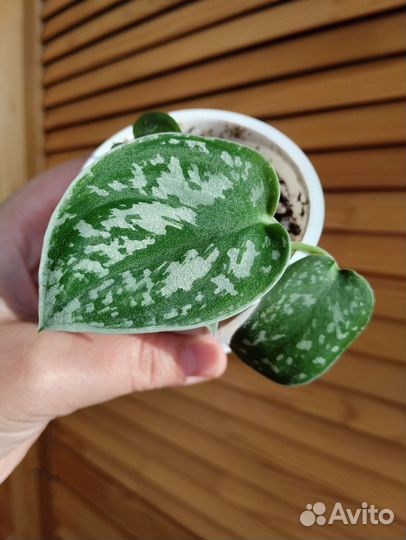 Сциндапсус расписной