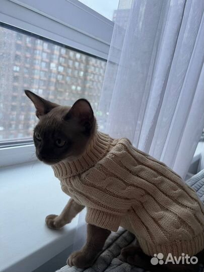 Свитер для животных