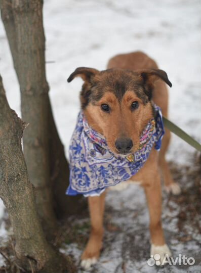 Верный друг в добрые руки