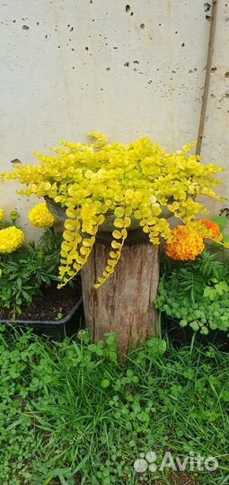 Вербейник монетчатый