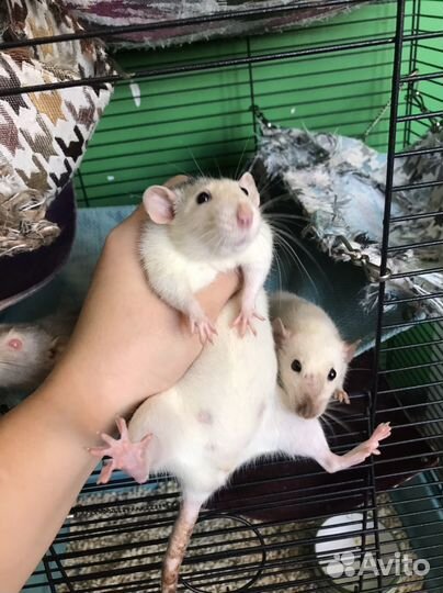 Крысы самки в добрые руки