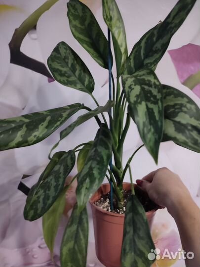 Аглоонема Мария,традесканция зебрина,сциндапсус