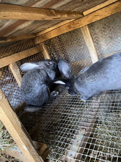 Кролики великаны