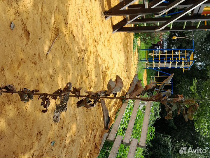 Ароматизованная ветка