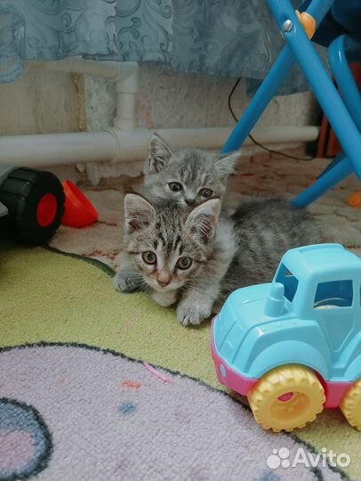 Котик и кошечка