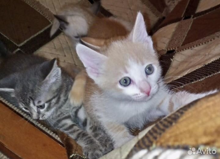 Отдам в добрые руки