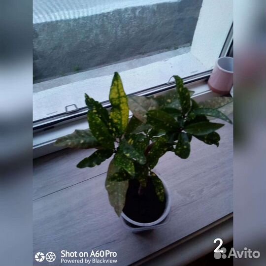 Комнатные растения