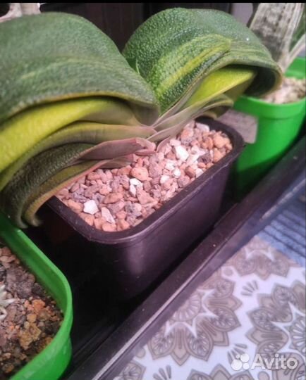 Haworthia truncata var, Gasteria armstrongii var