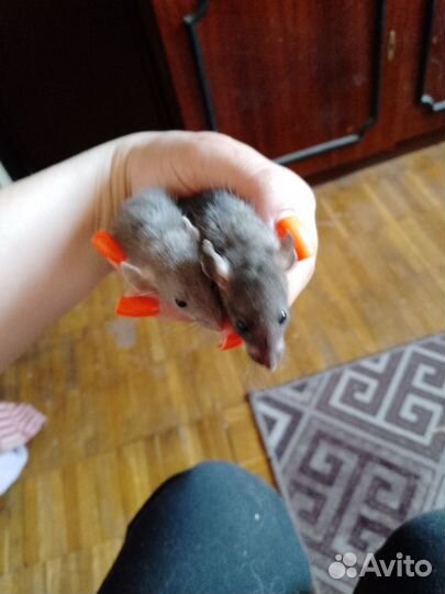 Крысята дамбо