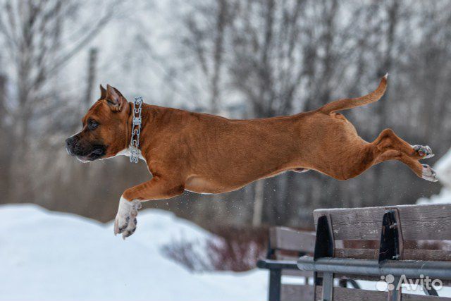 Вязка собак американский стаффордширский терьер