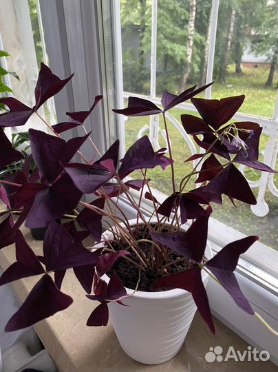 Оксалис (кислица)