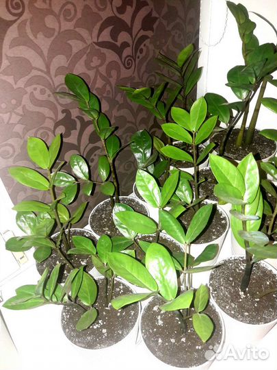 Замиокулькас (комнатные растения)